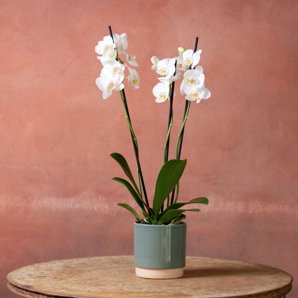 <i>Phalaenopsis</i> 'Dover'