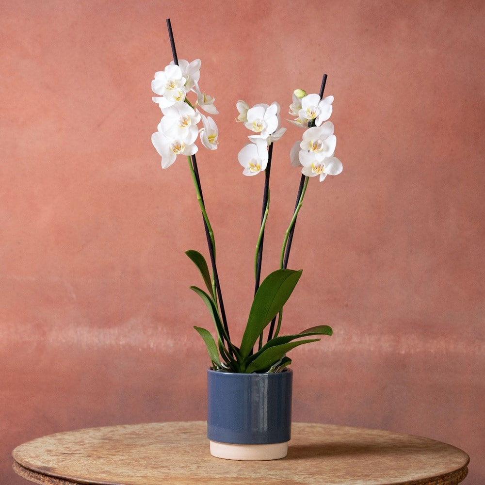 <i>Phalaenopsis</i> 'Dover'