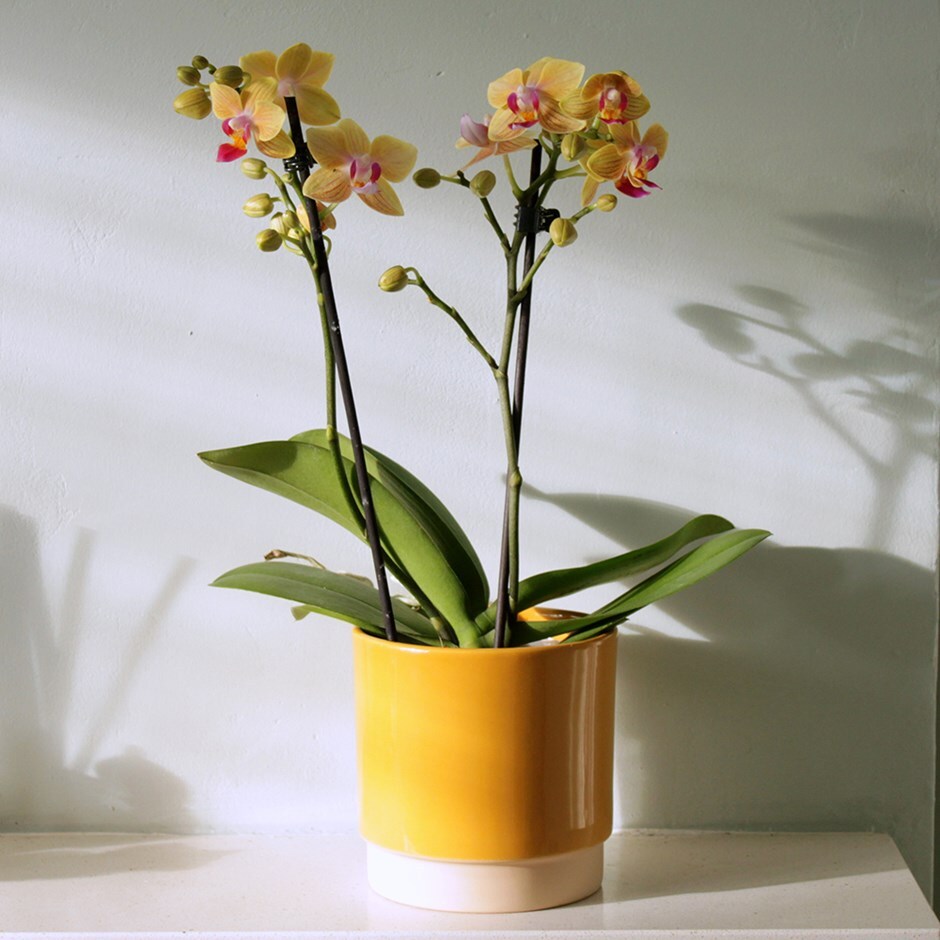 <i>Phalaenopsis</i> 'El Paso'