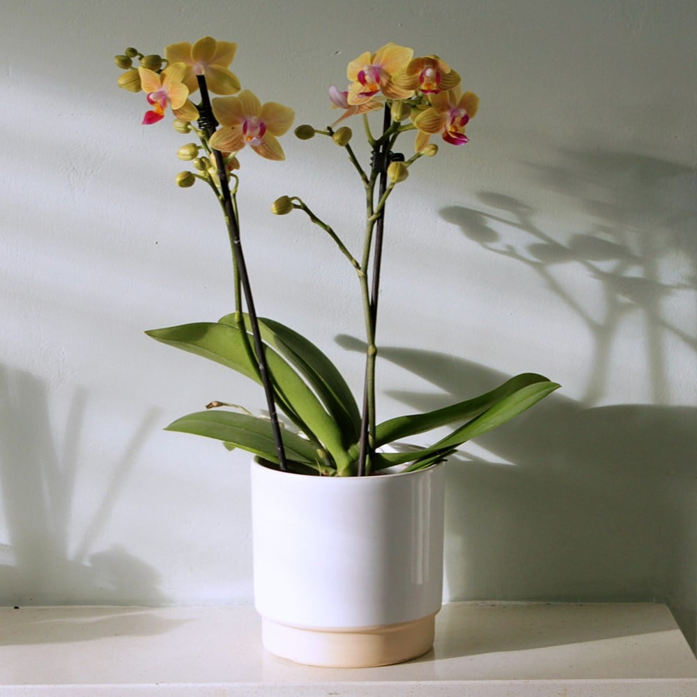 <i>Phalaenopsis</i> 'El Paso'