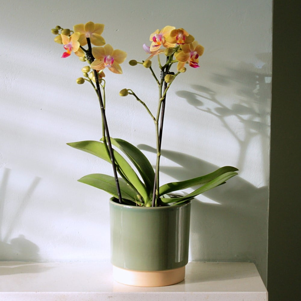 <i>Phalaenopsis</i> 'El Paso'