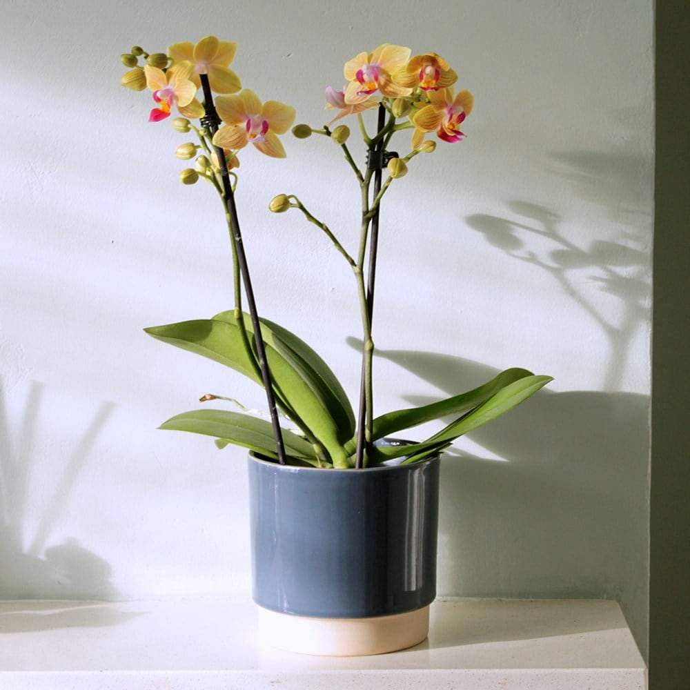 <i>Phalaenopsis</i> 'El Paso'