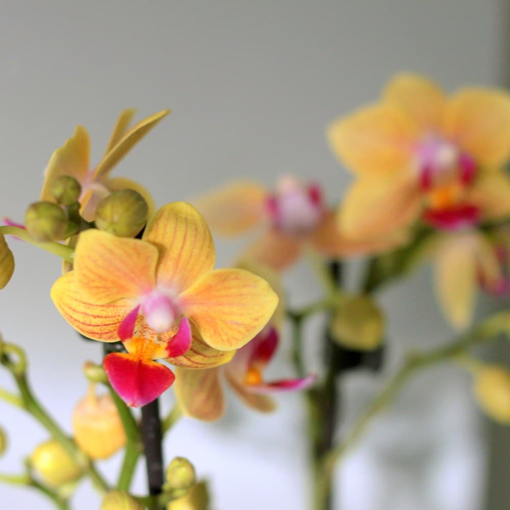 <i>Phalaenopsis</i> 'El Paso'