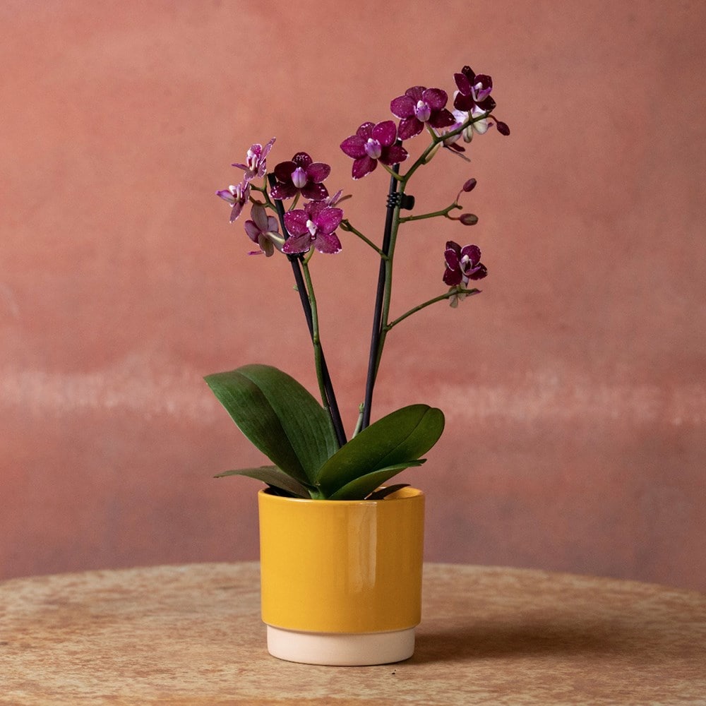 <i>Phalaenopsis</i> 'Hornglin Vicky'