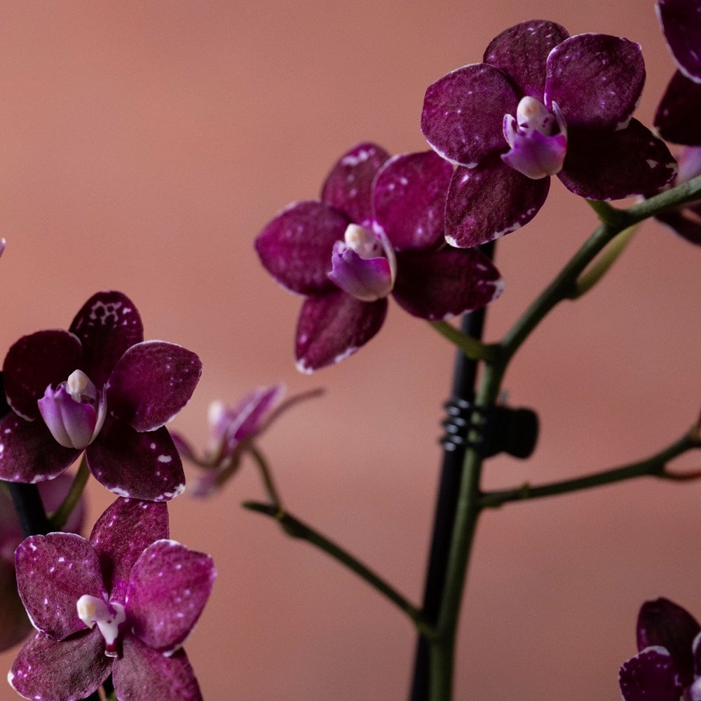 <i>Phalaenopsis</i> 'Hornglin Vicky'