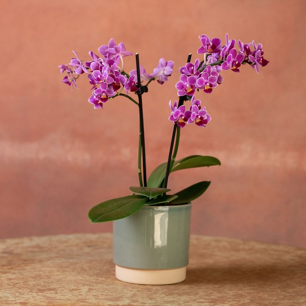 <i>Phalaenopsis</i> 'Take Five'