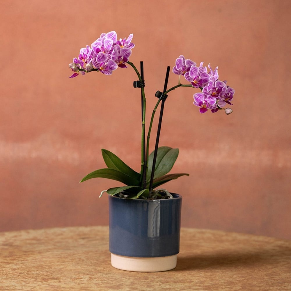 <i>Phalaenopsis</i> 'Pink Veins'