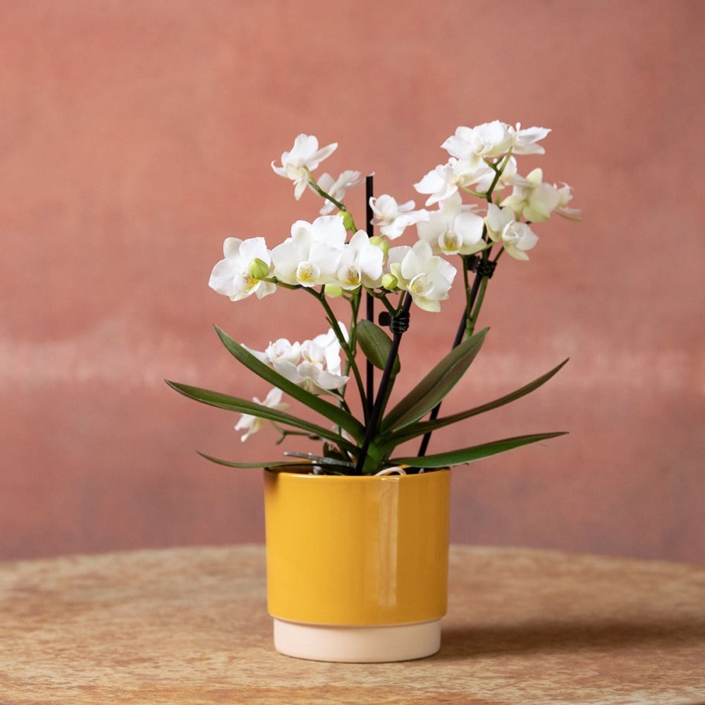 <i>Phalaenopsis</i> 'Zurich'