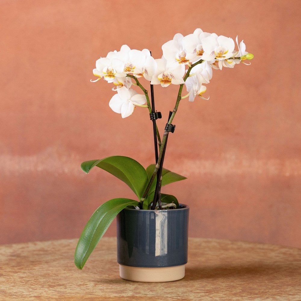 <i>Phalaenopsis</i> 'Puppy'