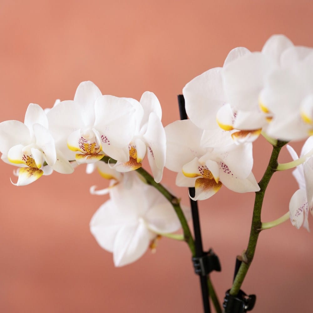 <i>Phalaenopsis</i> 'Puppy'