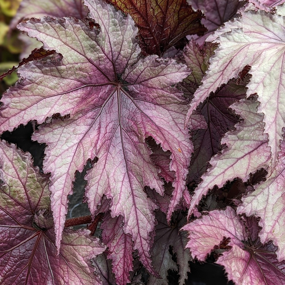 <i>Begonia</i> 'Martin Johnson'