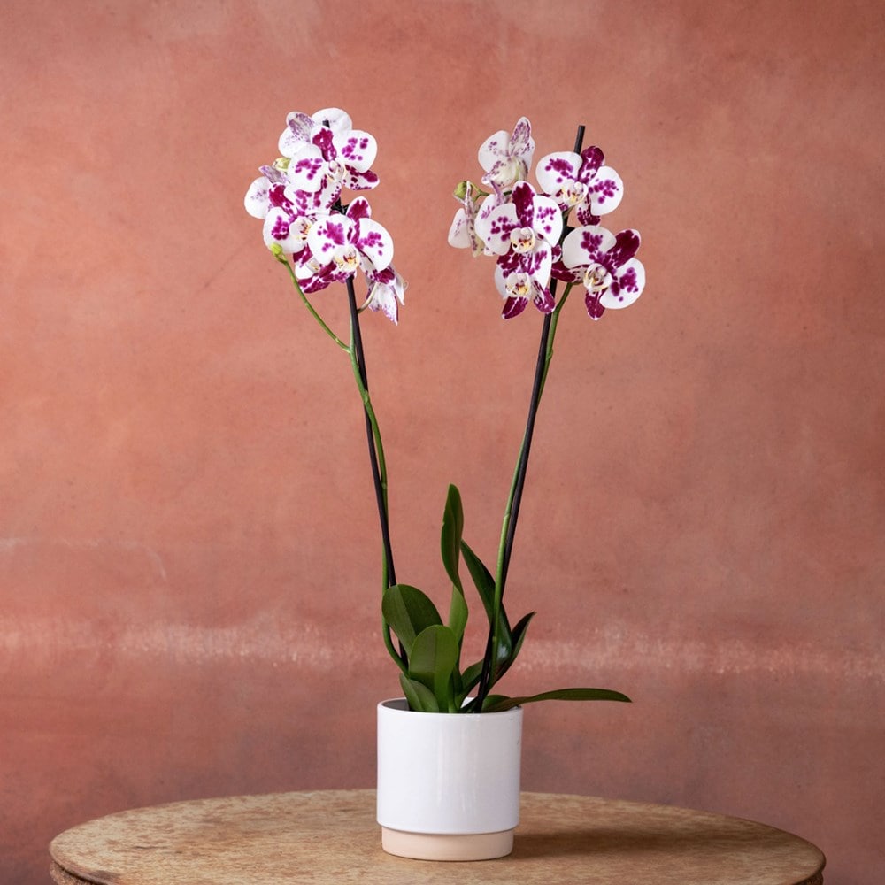 <i>Phalaenopsis</i> 'Marakesh'