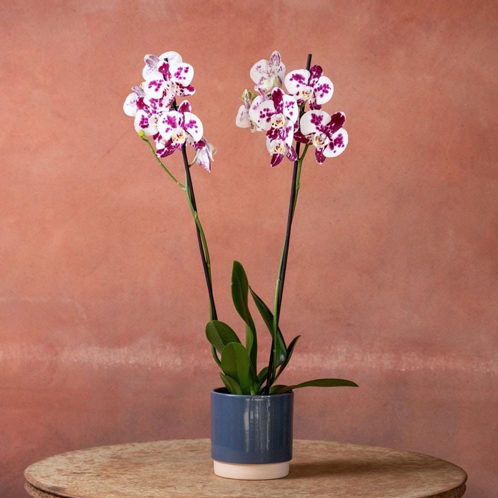 <i>Phalaenopsis</i> 'Marakesh'