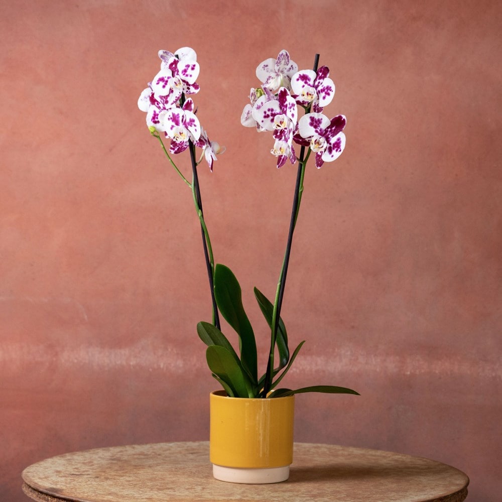 <i>Phalaenopsis</i> 'Marakesh'