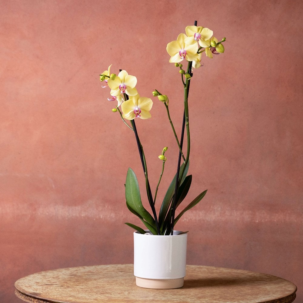 <i>Phalaenopsis</i> 'Golden Cheetah'