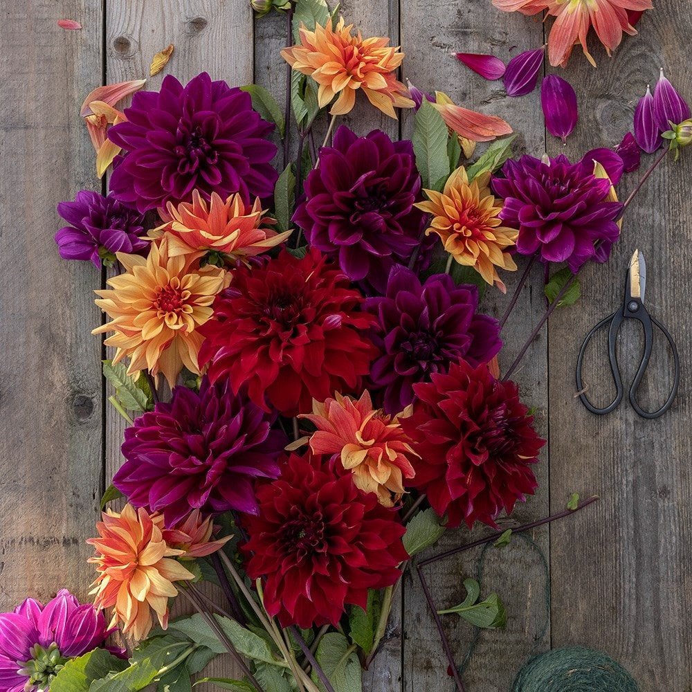 The Laundry Garden jewel dahlia collection 