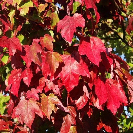 Acer rubrum Scanlon