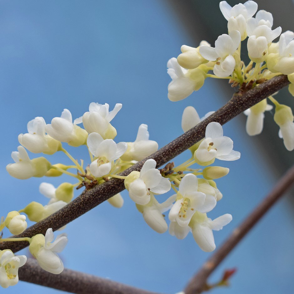 <i>Cercis canadensis</i> 'Texan White'