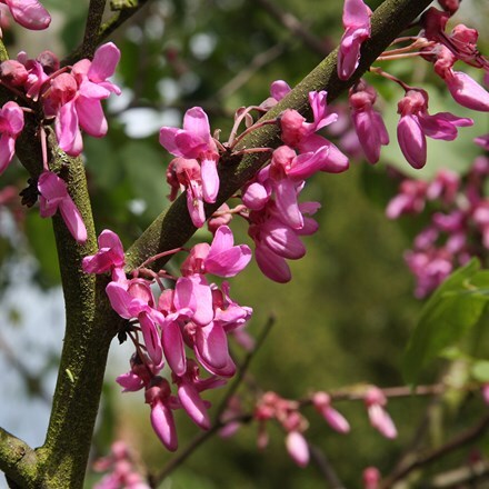 Cercis siliquastrum Bodnant