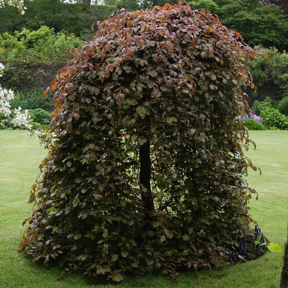 <i>Fagus sylvatica</i> (Atropurpurea Group) 'Purpurea Pendula'