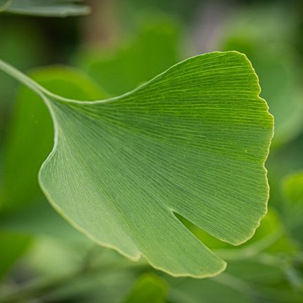 Ginkgo biloba Gold Spire ('Blagon')