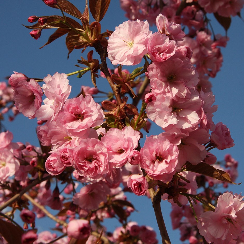 <i>Prunus</i> 'Hokusai'