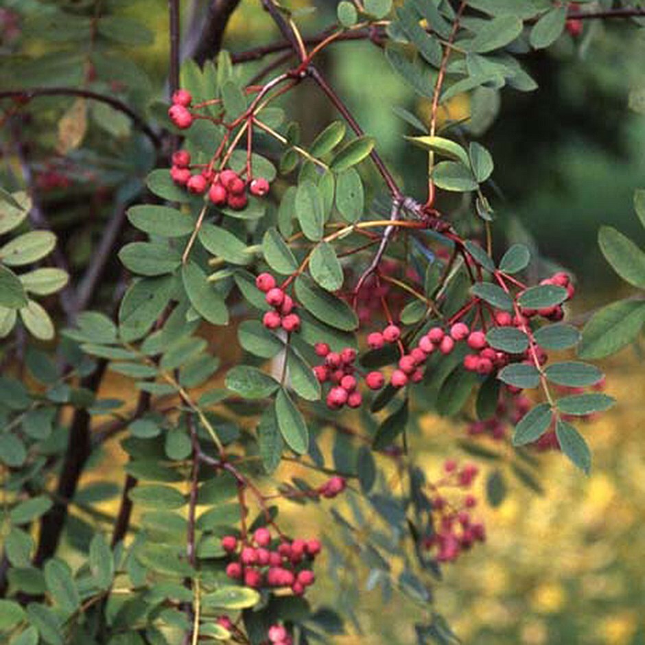 <i>Sorbus carmesina</i> 'Emberglow'