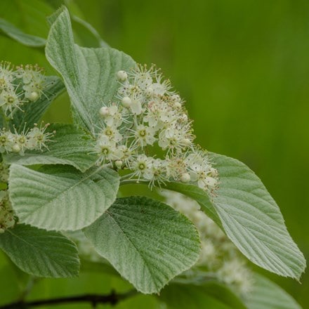 Sorbus wardii