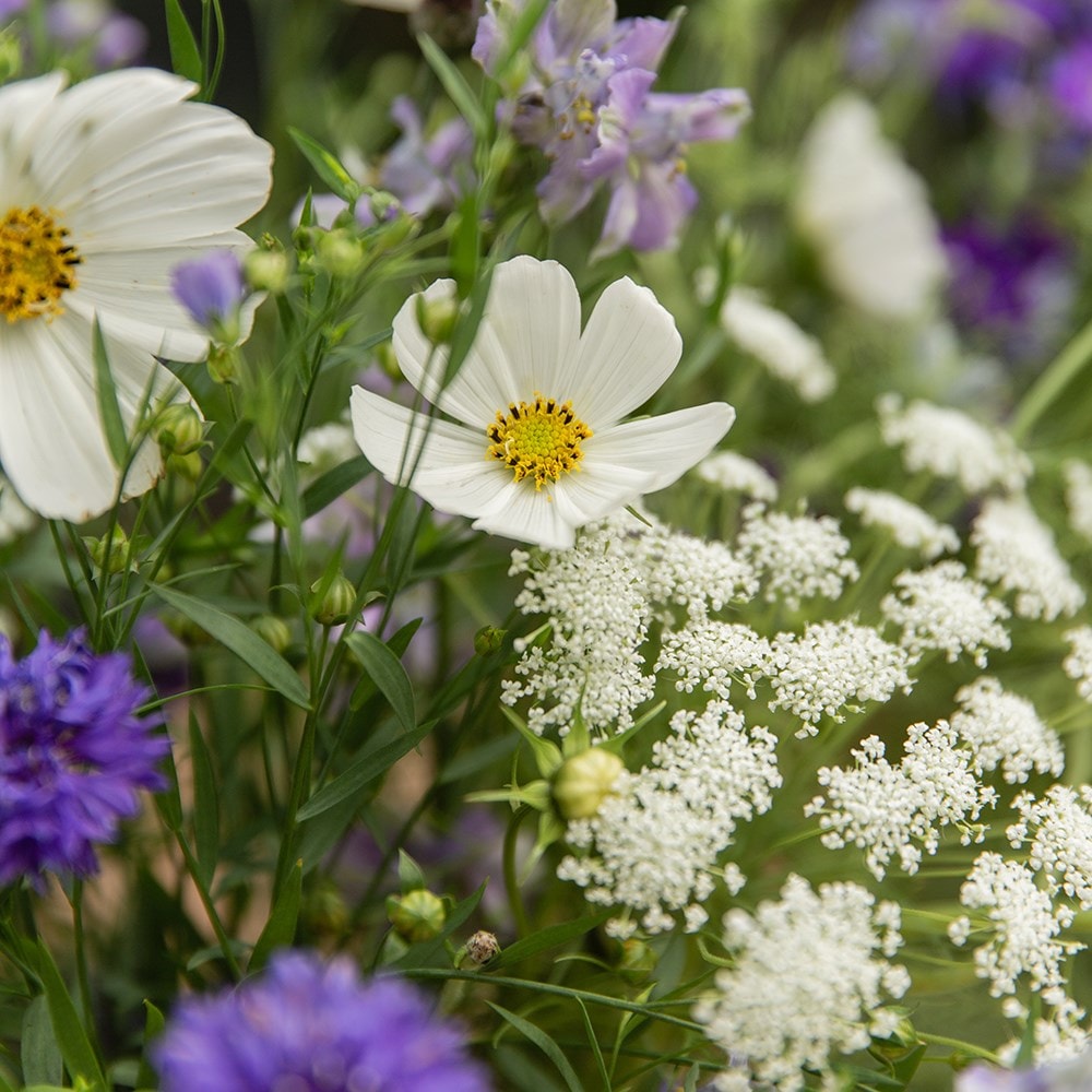 Ruffling skies cutting garden collection