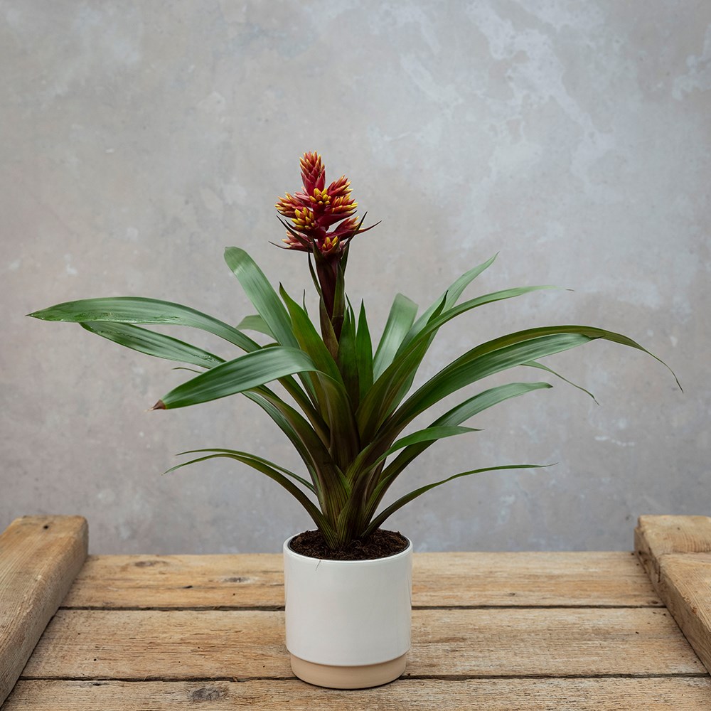 <i>Guzmania</i> 'Brush'