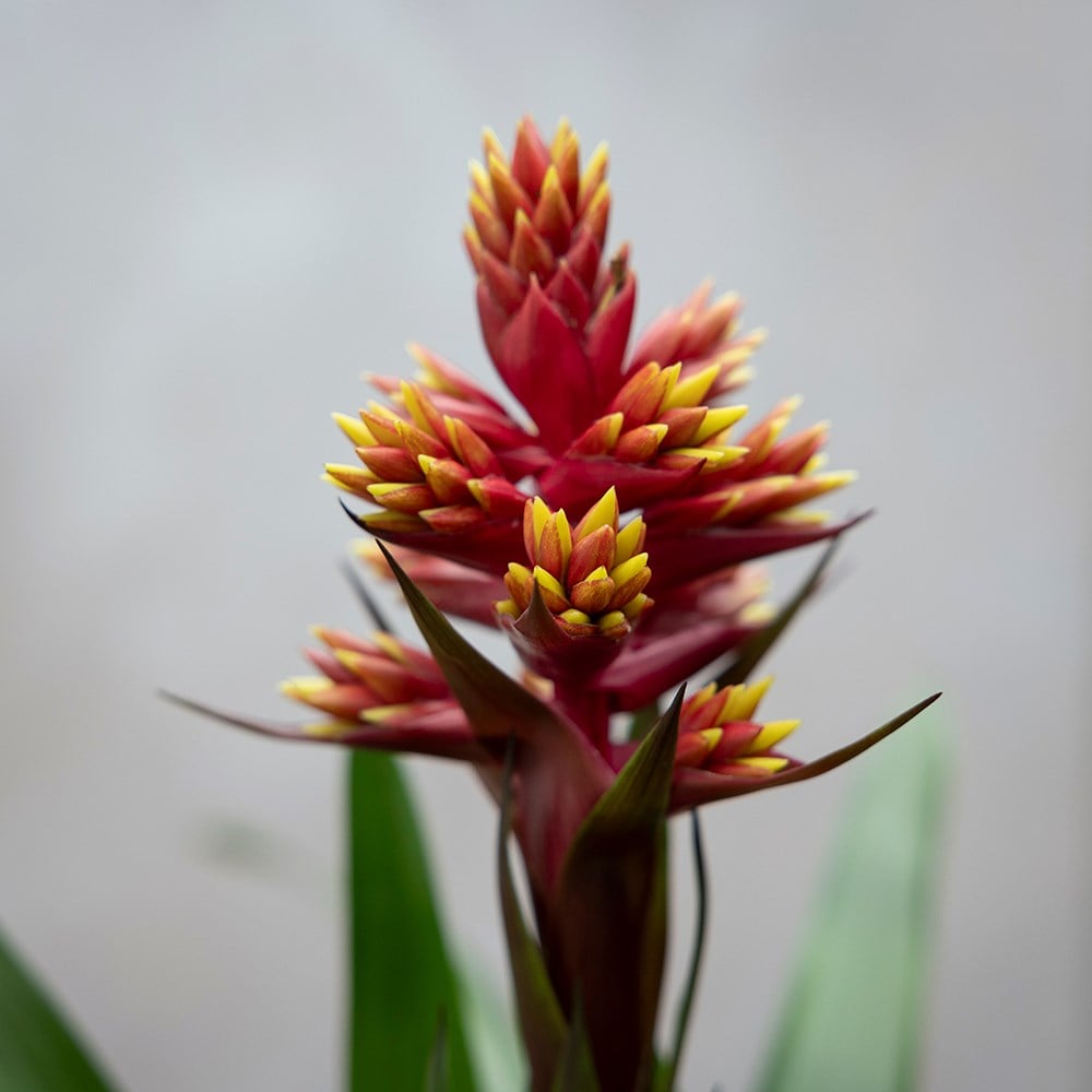 <i>Guzmania</i> 'Brush'