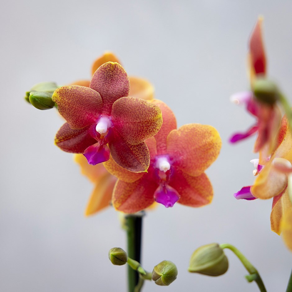 <i>Phalaenopsis</i> 'Bolgheri'