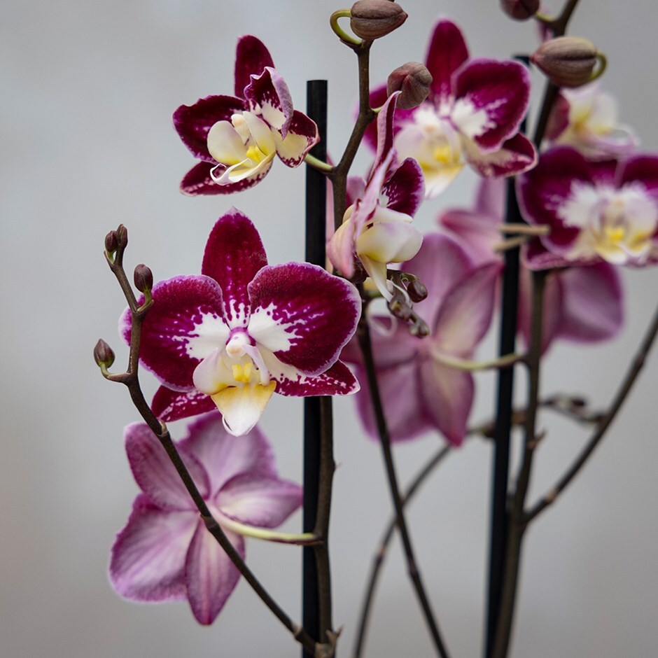 <i>Phalaenopsis</i> 'Nantes'