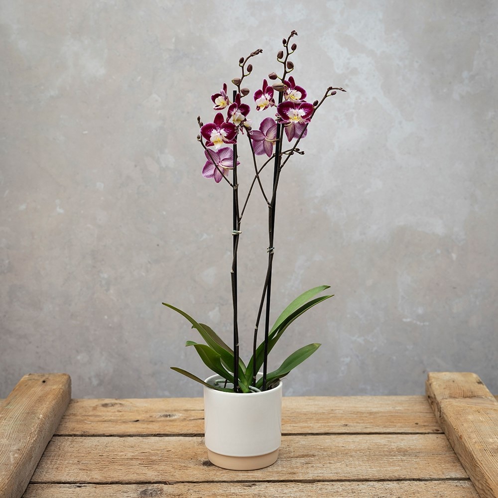 <i>Phalaenopsis</i> 'Nantes'