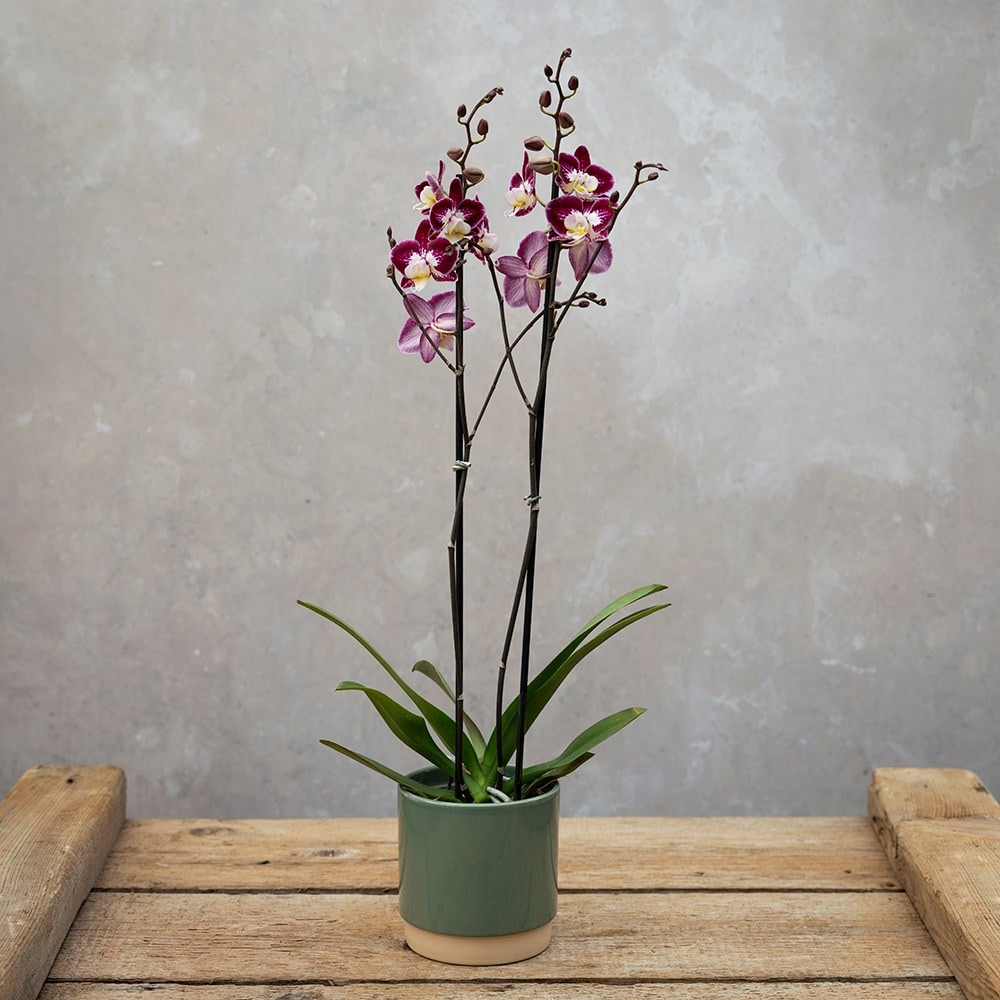 <i>Phalaenopsis</i> 'Nantes'