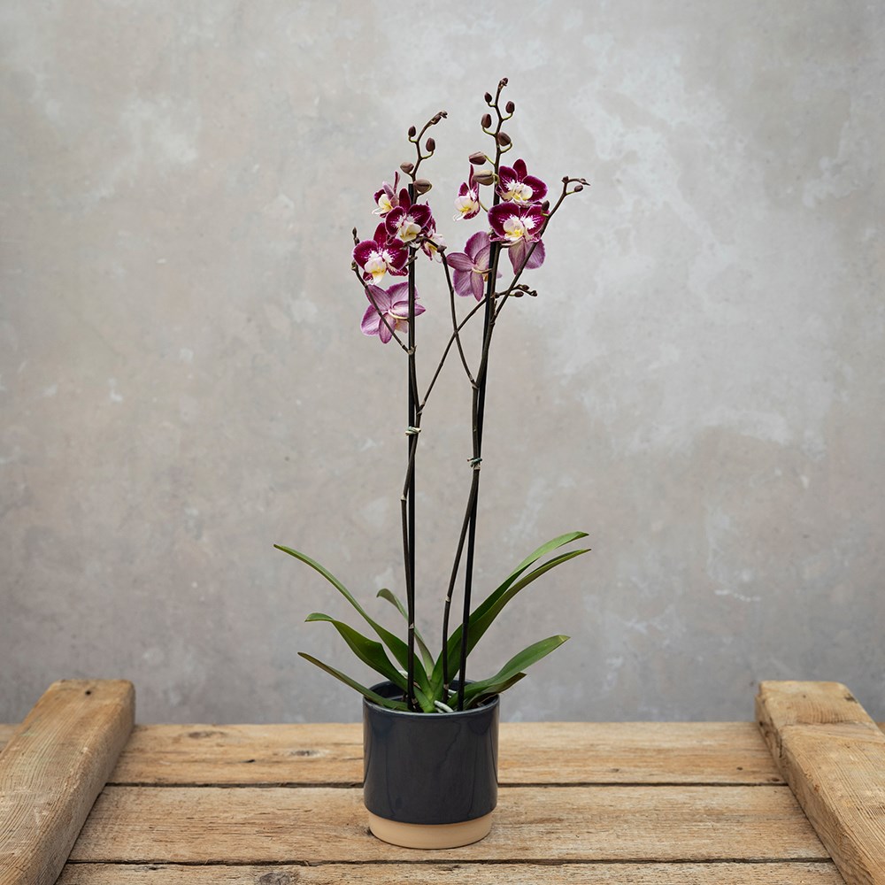 <i>Phalaenopsis</i> 'Nantes'