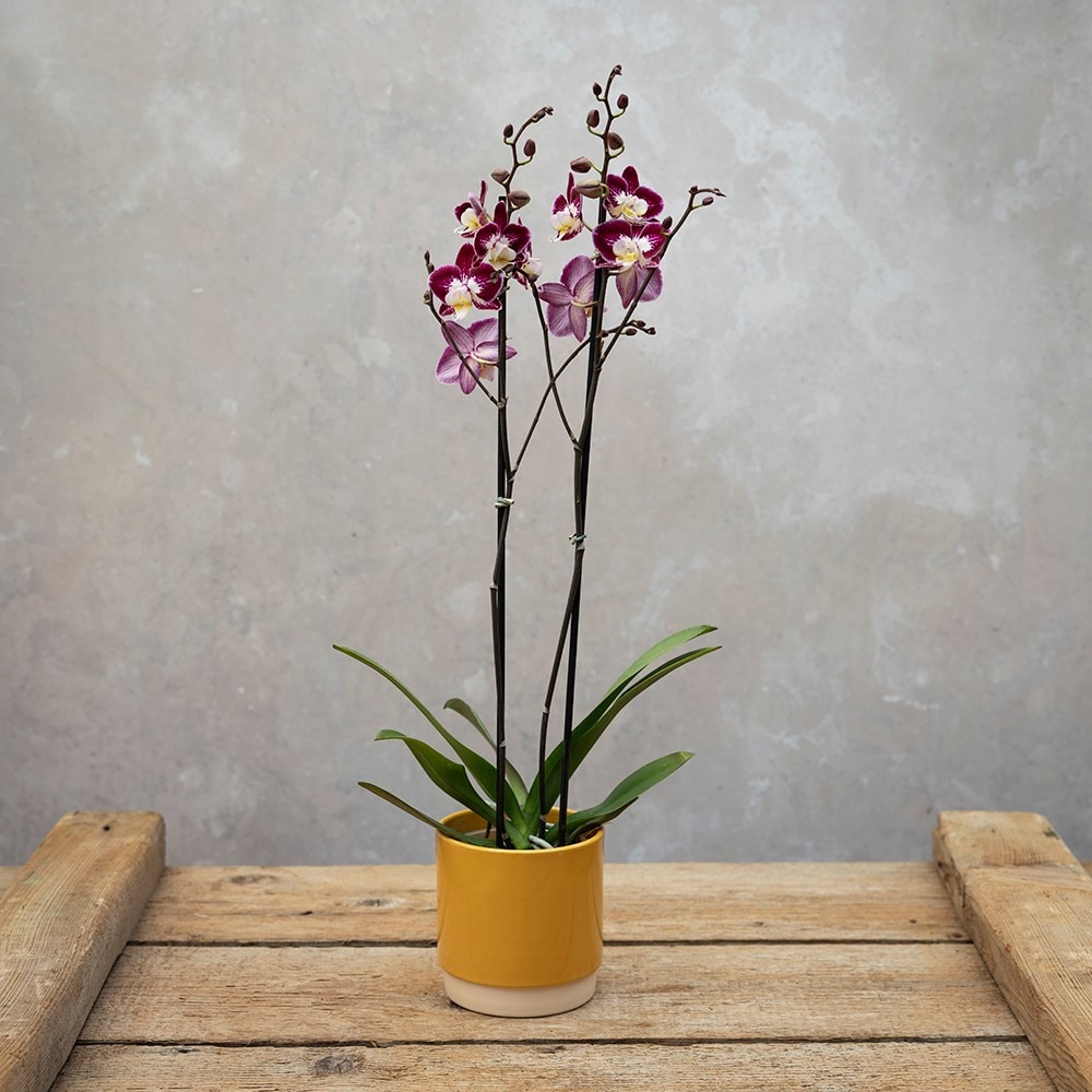 <i>Phalaenopsis</i> 'Nantes'