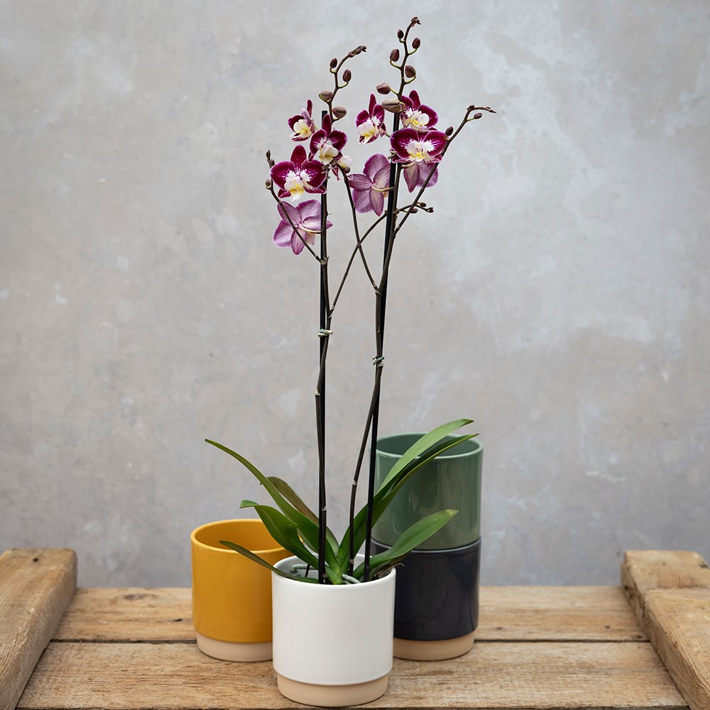 <i>Phalaenopsis</i> 'Nantes'