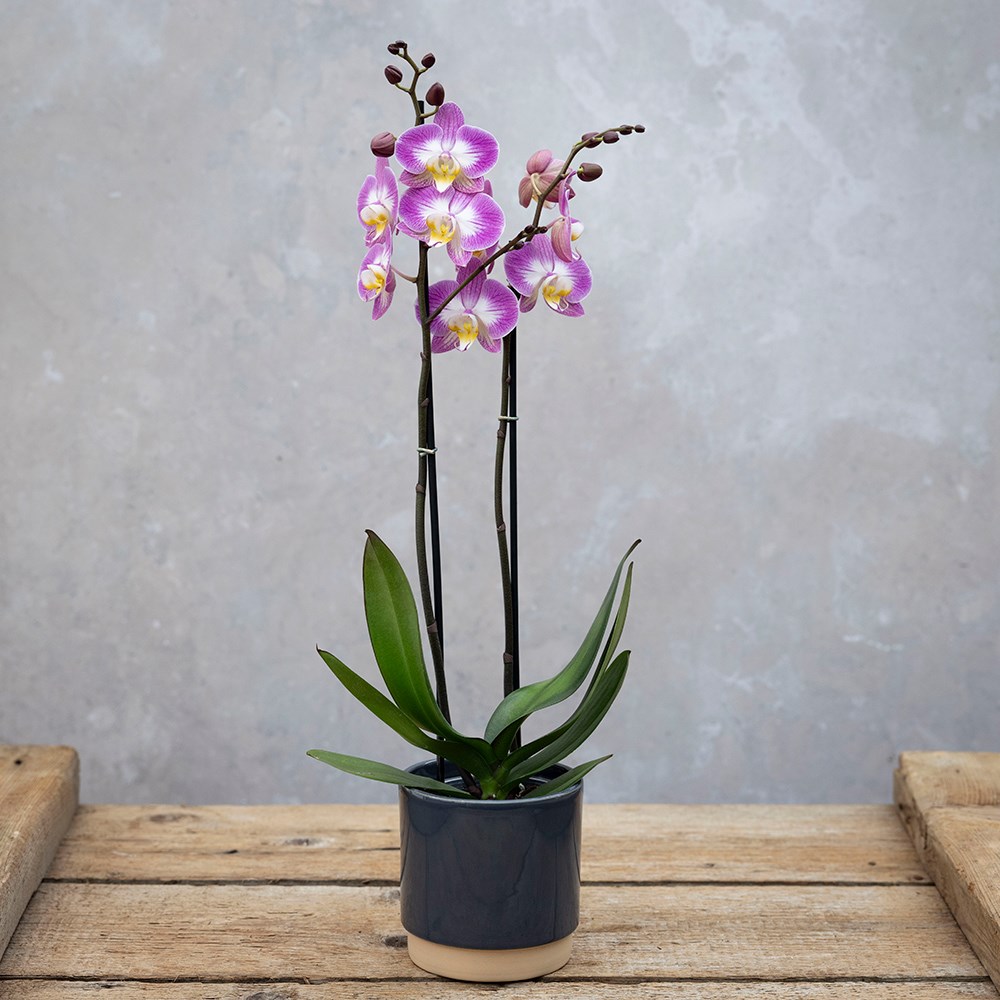 <i>Phalaenopsis</i> 'Split'