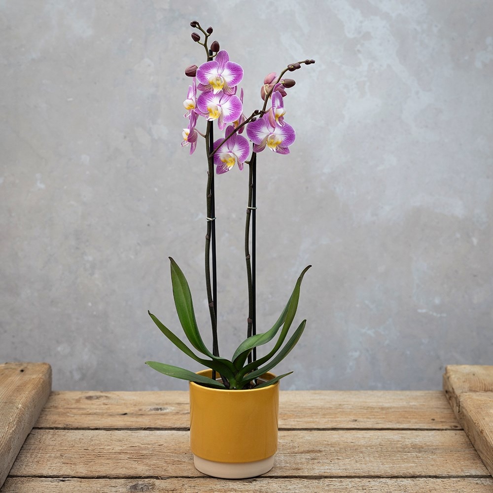 <i>Phalaenopsis</i> 'Split'