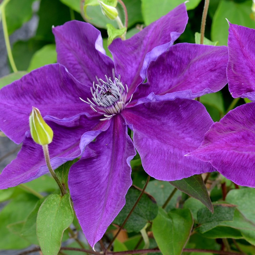 <i>Clematis</i> <b class=small-caps>Amethyst Beauty</b> ('Evipo043') (PBR)