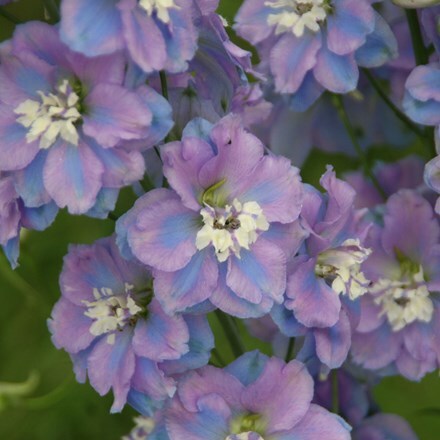 Delphinium Spindrift