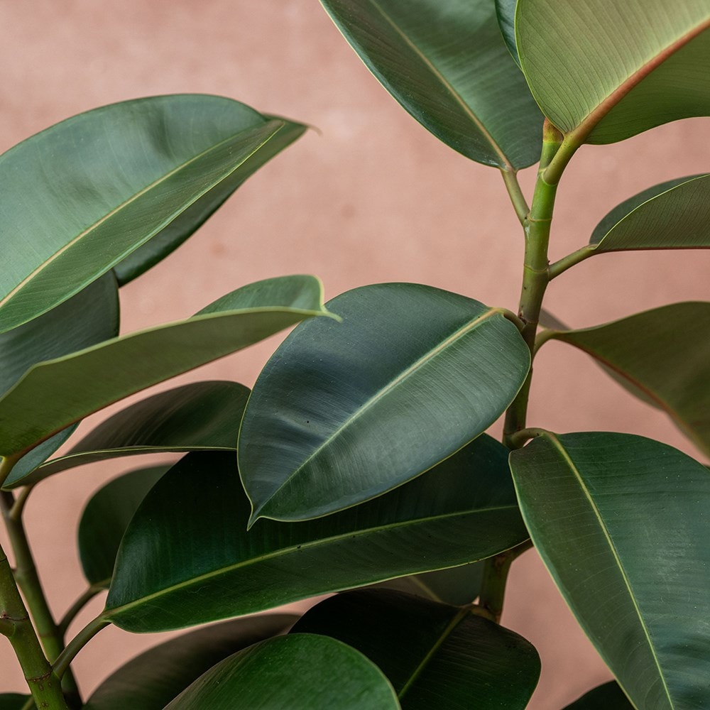 <i>Ficus elastica</i> 'Robusta'