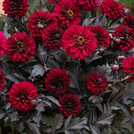 <i>Dahlia</i> <b class=small-caps> Dalaya Meena Aruna</b> ('Kledh18119') (Dalaya Meena Series)