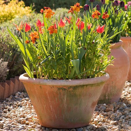 Lucca terracotta pot