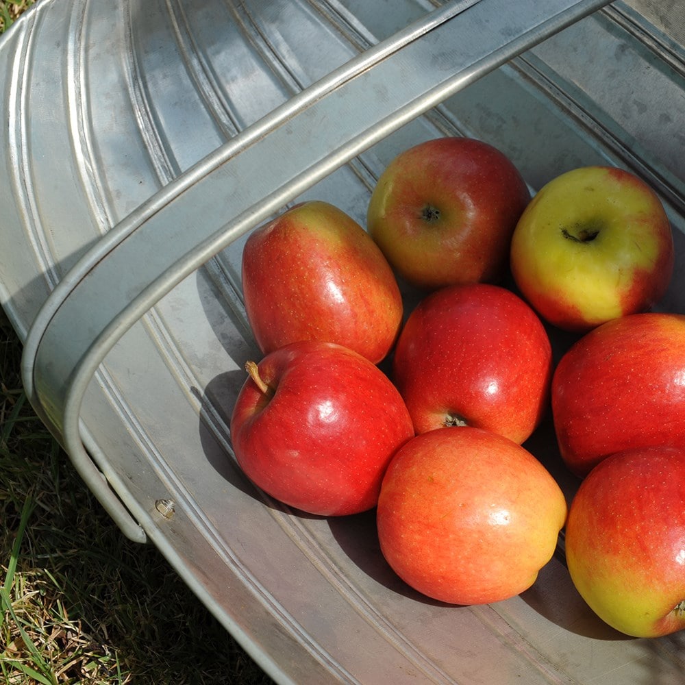 Kitchen garden trug