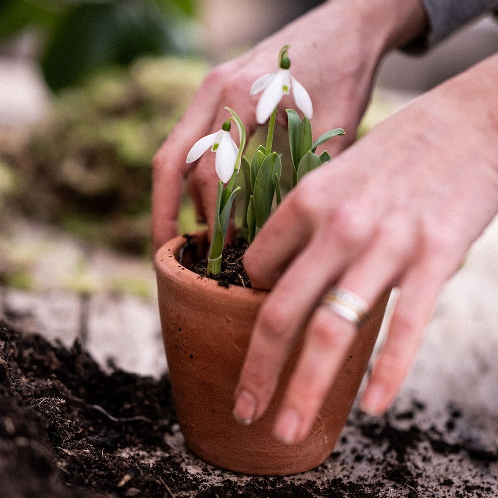 Terracotta seedling pots - set of 3