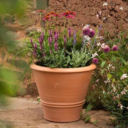 Terracotta citrus pot