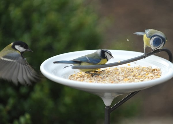 Stake bird bath - Crocus green