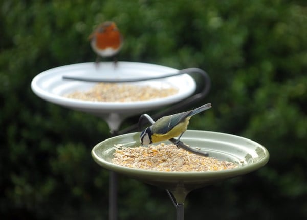 Stake bird bath - Crocus green